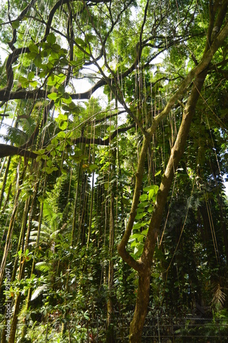 The Hawaii Jungle.