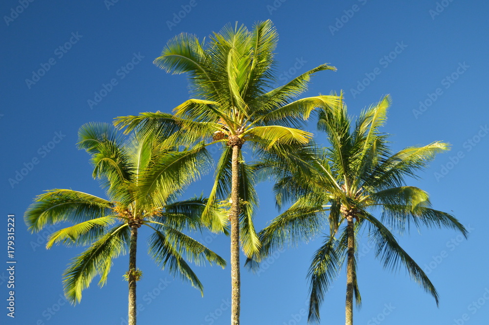 Palms In Hawaii