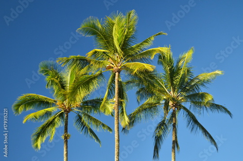 Palms In Hawaii © Raul H