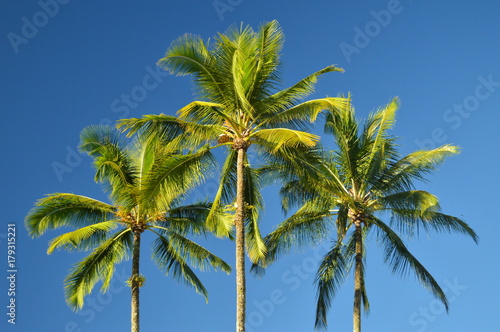 Palms In Hawaii