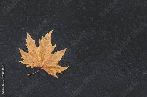 Yellow leaf on wet asphalt.