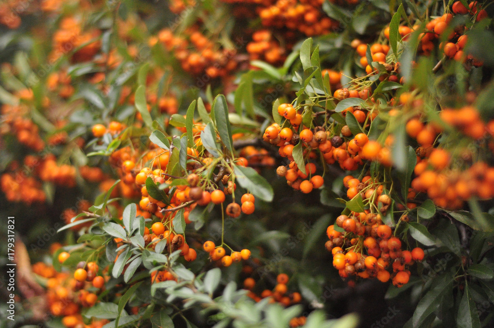 Fototapeta premium Pyracantha 'Orange Charmer'