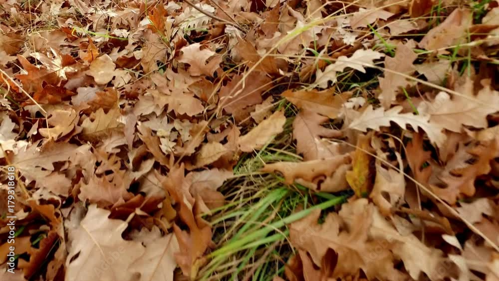 Colorful backround image of fallen autumn oak leaves perfect for seasonal use Colorful backround image of fallen autumn oak leaves perfect for seasonal use