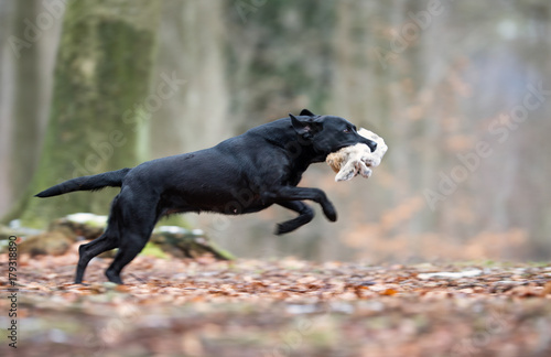 Labrador dog