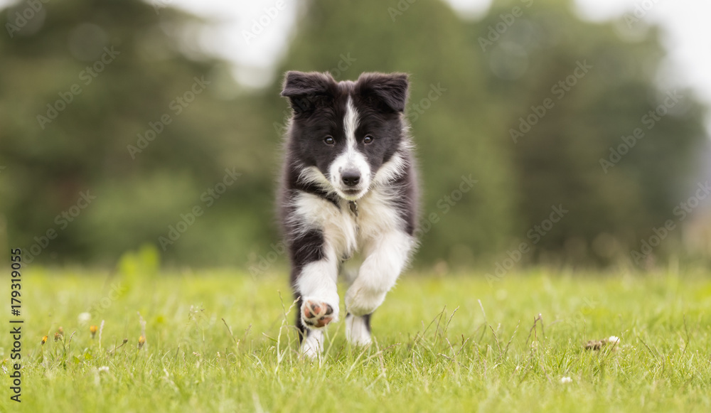Border collie dog puppy