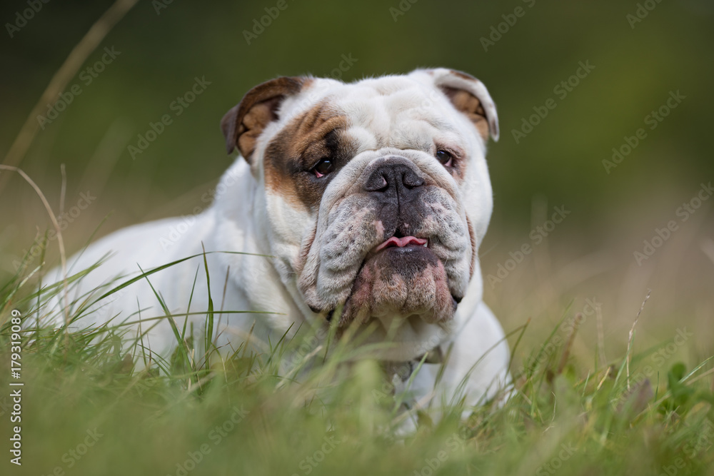 Fototapeta premium English bulldog
