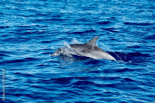 Spotted dolphin (Stenella frontalis)