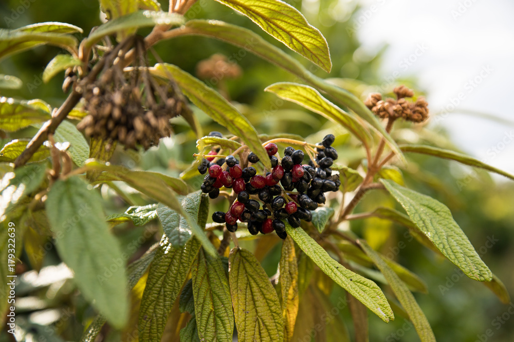 Schneeball Beeren Strauch im Garten Schneeball Beeren Strauch im Garten