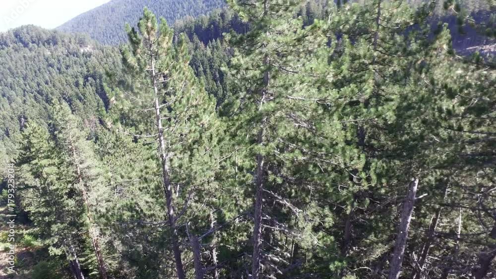 Aerial View. Flying over the beautiful mountain pine tree forest. Aerial camera shot Aerial View. Flying over the beautiful mountain pine tree forest. Aerial camera shot