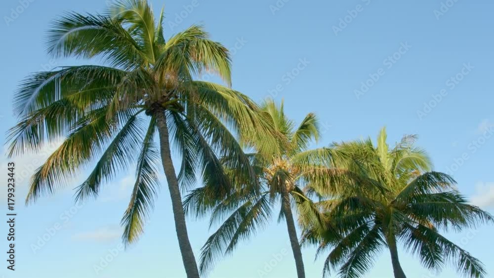 Waving Palm Trees Day Kauai Hawaii Waving Palm Trees Day Kauai Hawaii