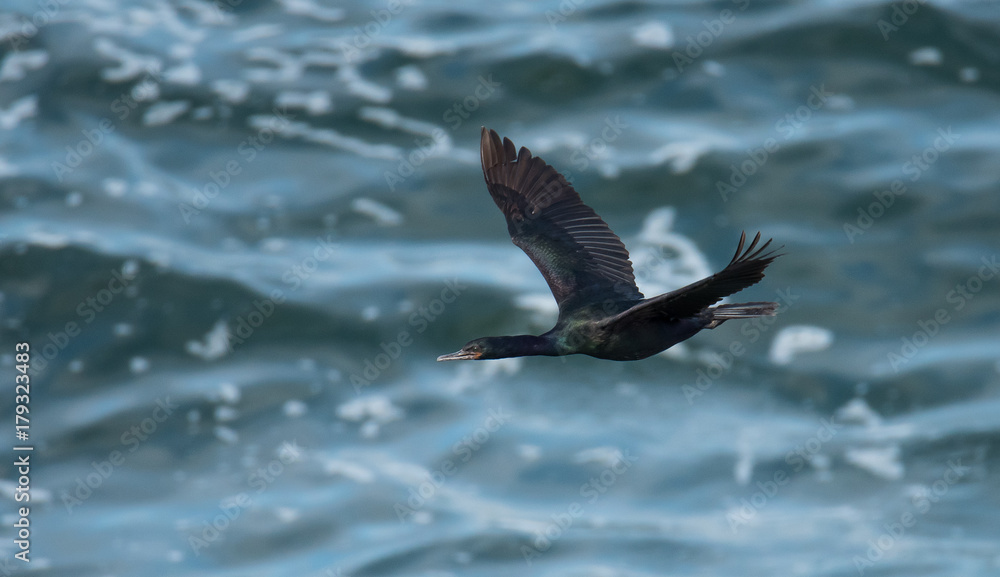 Cormorant in Flight