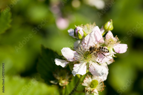 Closeup of apis honey bee visiting blackberry flower rubus in spring in front of natural green background. Selective focus. Shallow depth of field.