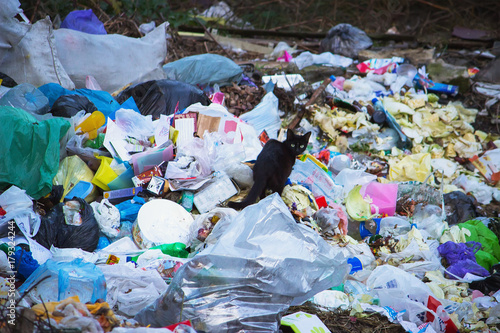 Black kitten walking in front of a pile of garbage