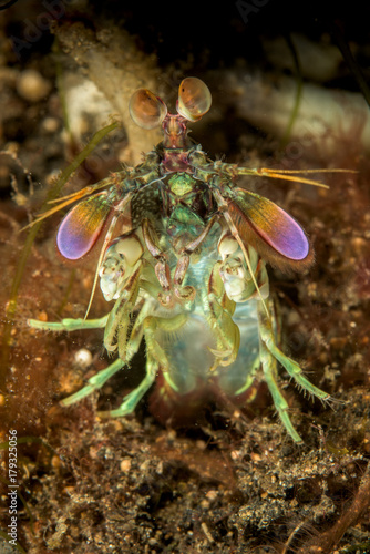 Curious mantis shrimp in Lembeh strait, Indonesia