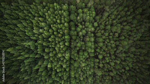 Aerial View of Trees and Plantation photo