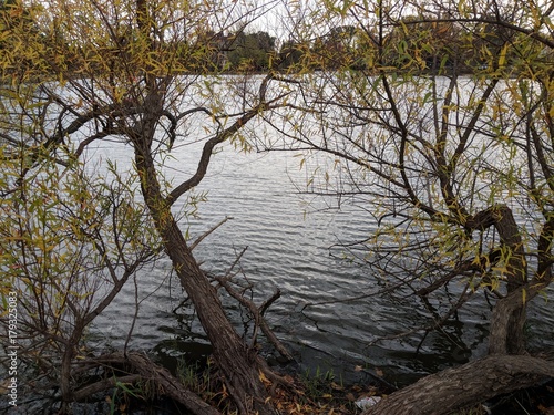 Lake viewed between two trees © Robert
