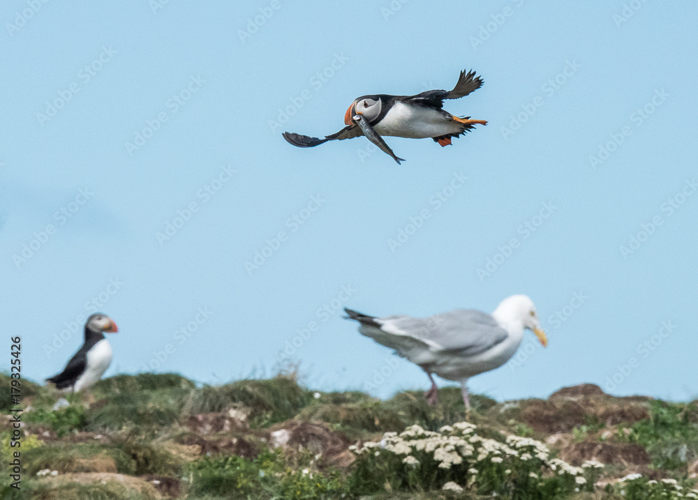 Obraz premium Cute Puffin with Fish