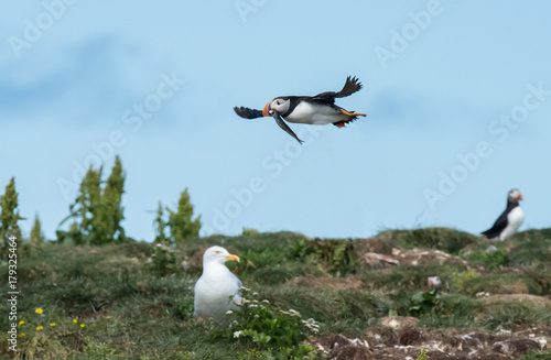 Cute Puffin with Fish