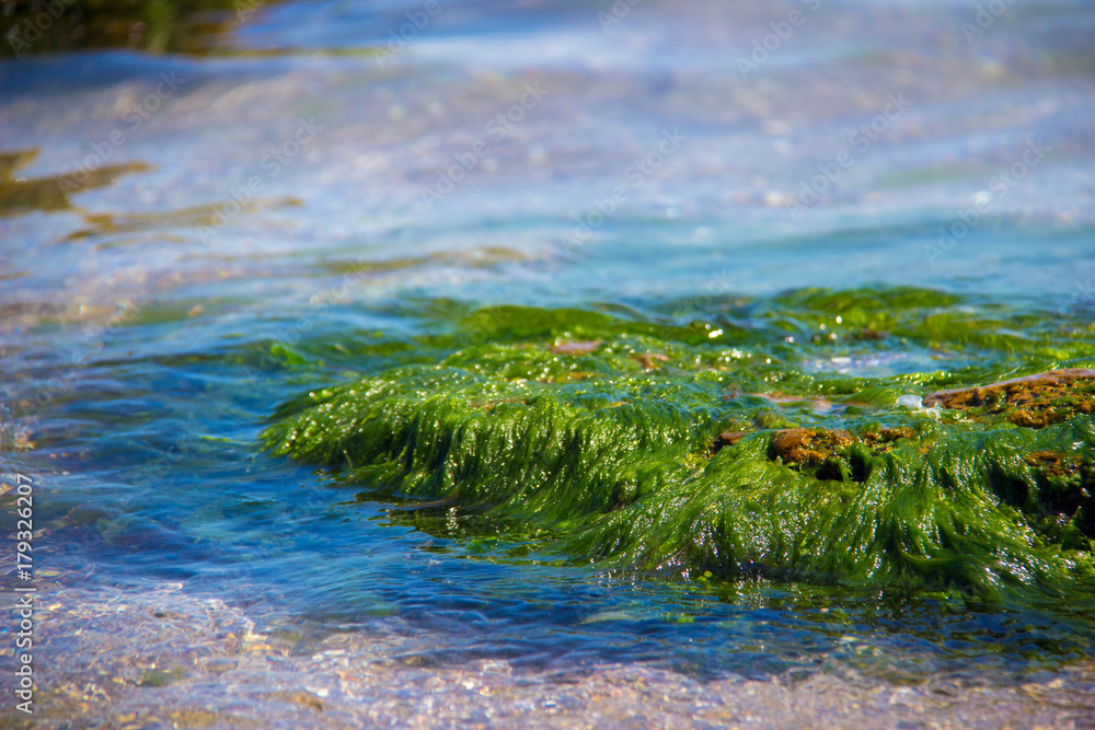 Green algae on a rock in the middle of the sea. Stone, rocks, algae and sea, shore and stones. Beautiful landscapes, seaside, natural light, natural masterpiece, rocks at a beach. Green algae on a rock in the middle of the sea. Stone, rocks, algae and sea, shore and stones. Beautiful landscapes, seaside, natural light, natural masterpiece, rocks at a beach.