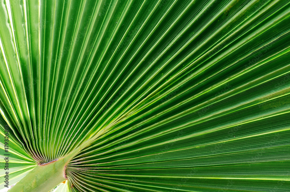 abstract green background of palm leaves and blue sky abstract green background of palm leaves and blue sky