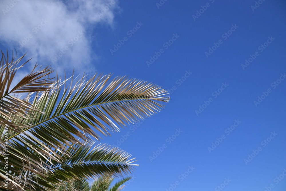 Low angle view of palm tree leaf against tropical blue skies