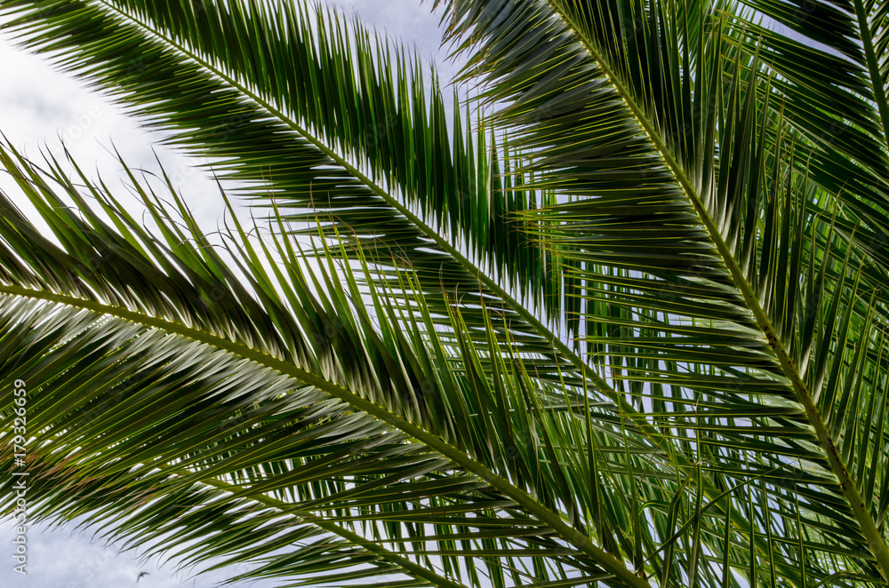 abstract green background of palm leaves and blue sky abstract green background of palm leaves and blue sky
