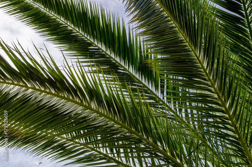 abstract green background of palm leaves and blue sky