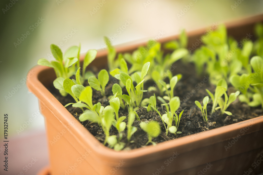 Lettuce Sprouts Lettuce Sprouts