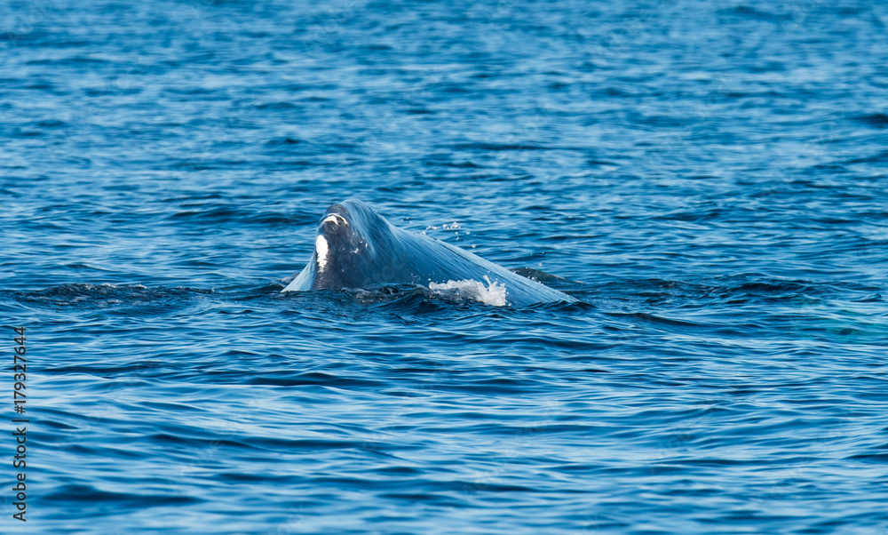 Fototapeta premium Whales Swimming