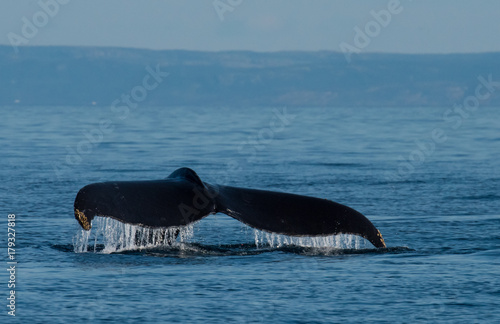 Photography Whales Swimming