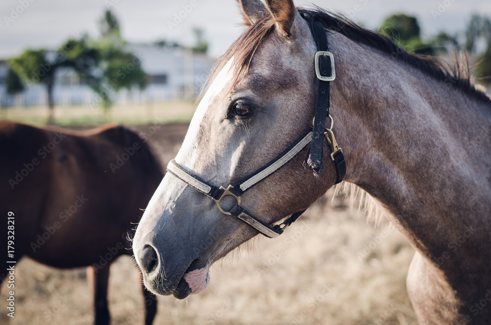 Naklejka premium beautiful gray horse