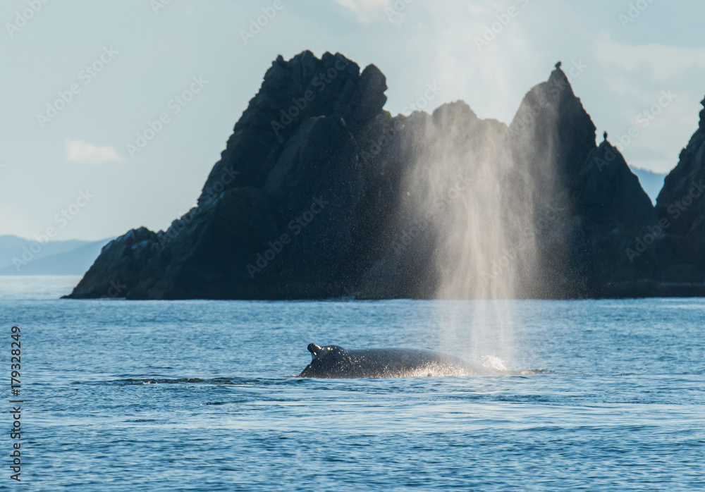 Whales Swimming