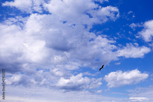 The bird flies among large bulk clouds