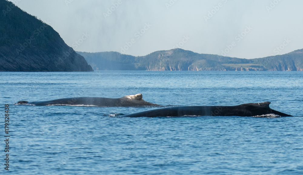 Fototapeta premium Whales Swimming