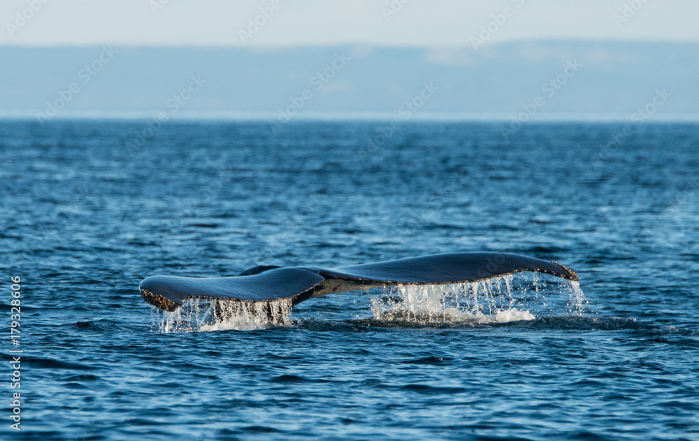 Fototapeta premium Whales Swimming