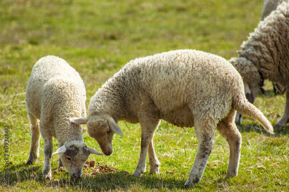 Sheeps and lambs in open field Sheeps and lambs in open field