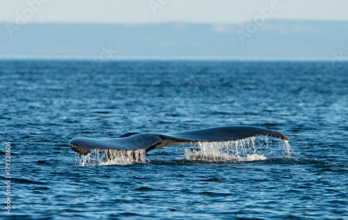 Whales Swimming © John