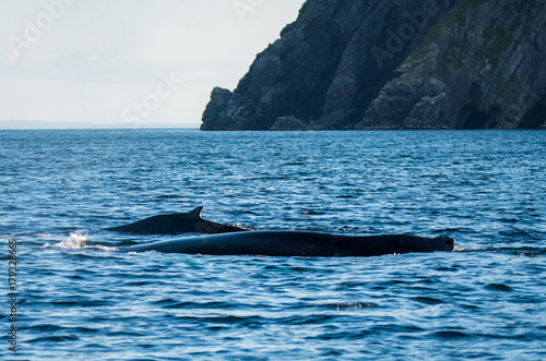 Photography Whales Swimming