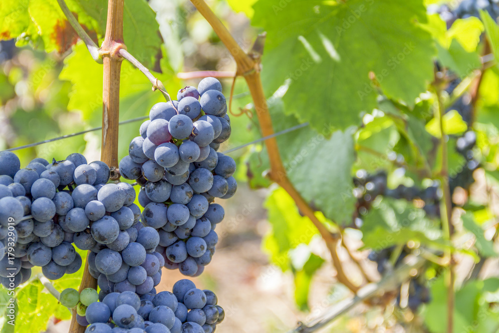 blue grapes closeup