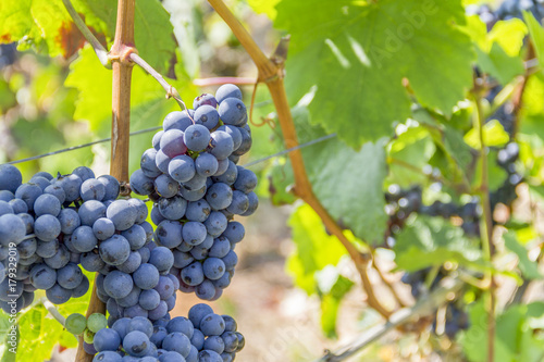 blue grapes closeup