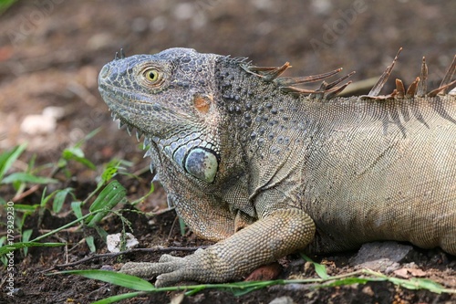 Iguana