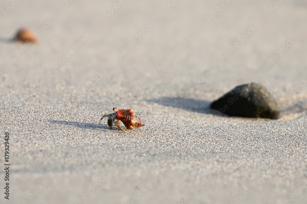 Hermit Crabs by the shore