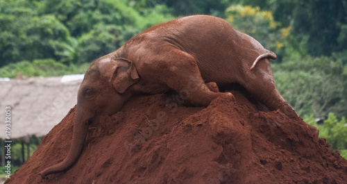 Elefant auf Erdhaufen