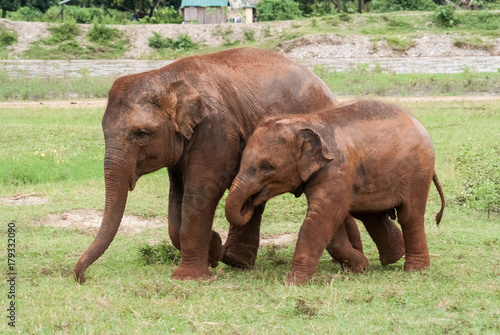 junge Elefanten