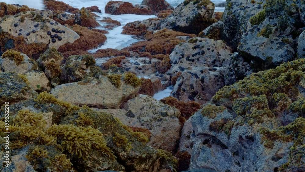 Dawn Waves Tide pool Forming Seaweed Kauai Hawaii Dawn Waves Tide pool Forming Seaweed Kauai Hawaii