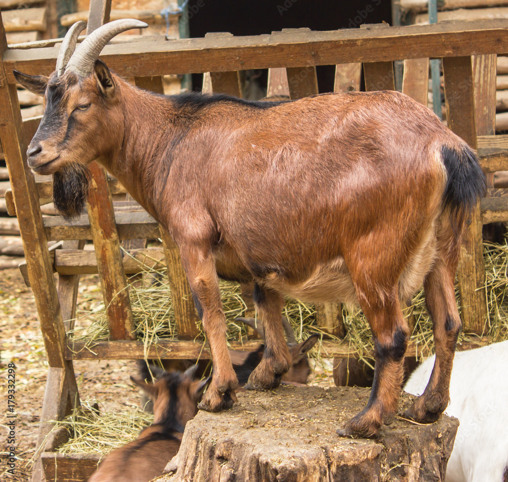 a herd of goats in a pen with a leader a herd of goats in a pen with a leader