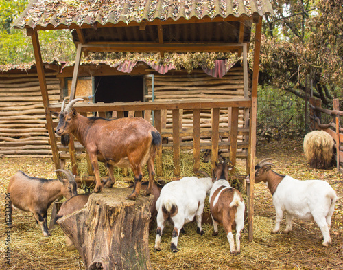 Wallpaper Mural a herd of goats in a pen with a leader Torontodigital.ca