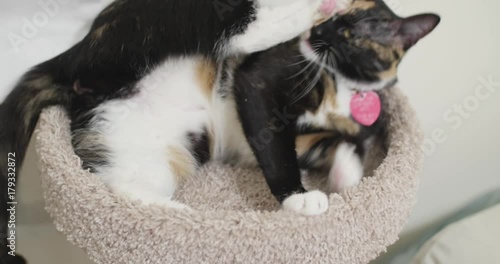 Cat on her Perch in her room cleaning herself