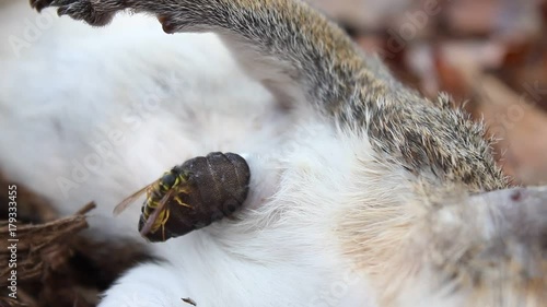 Botfly Larva Emerging from a Dead Squirrel (Cuterebra emasculator) photo