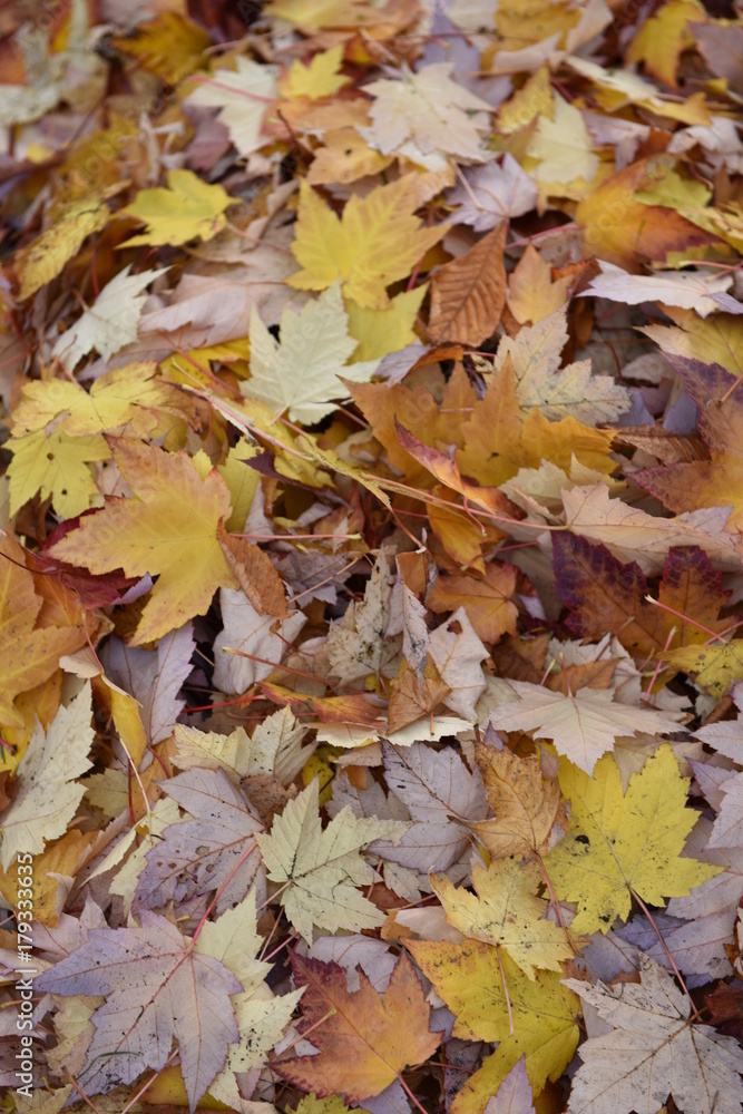 autumn autumn